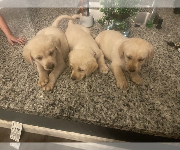 Medium Photo #1  Breeder Profile in WEEKI WACHEE, FL, USA