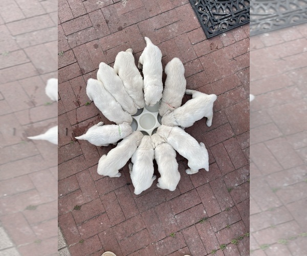 Medium Photo #5  Breeder Profile in MCKINNEY, TX, USA