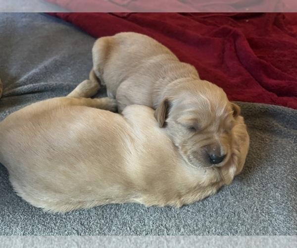 Medium Photo #19  Breeder Profile in SWEETWATER, TN, USA