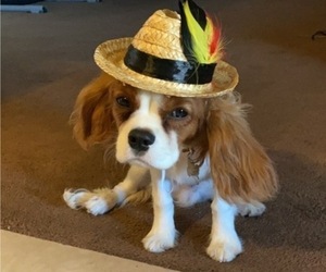 Cavalier King Charles Spaniel Dog Breeder near ALBUQUERQUE, NM, USA