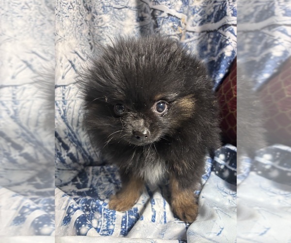 Medium Photo #16  Breeder Profile in CAULFIELD, MO, USA