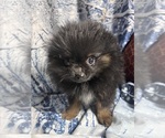 Small #15 Breeder Profile image