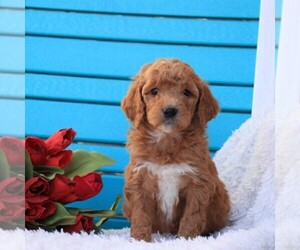 Golden Retriever Dog Breeder near GAP, PA, USA