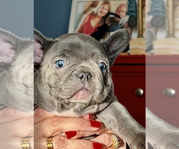 Medium Photo #1  Breeder Profile in STERLING, VA, USA