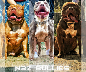 Medium Breeder Profile Photo