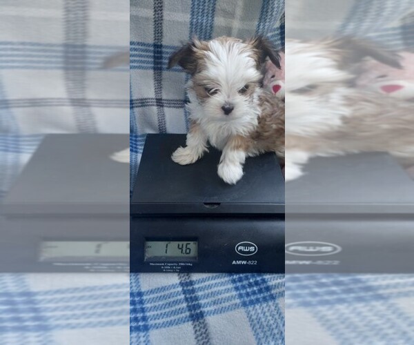 Medium Photo #4  Breeder Profile in CENTENNIAL, CO, USA