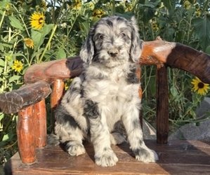 Double Doodle Dog Breeder near GARDNERVILLE, NV, USA