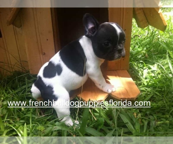 Medium Photo #1  Breeder Profile in HOMESTEAD, FL, USA