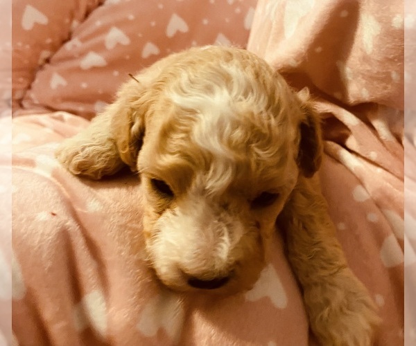 Medium Photo #14  Breeder Profile in COLORADO SPRINGS, CO, USA