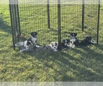 Small breeder photo