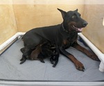 Small #20 Breeder Profile image