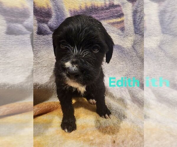 Medium Photo #7  Breeder Profile in MONETA, VA, USA