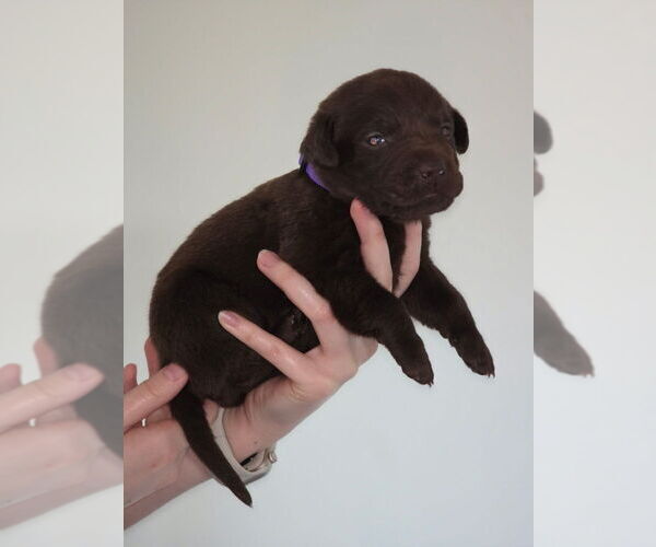 Medium Photo #15  Breeder Profile in FLORA, IL, USA