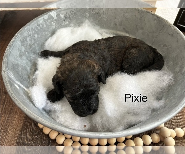 Medium Photo #10  Breeder Profile in ORCHARDS, WA, USA