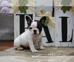Small breeder photo