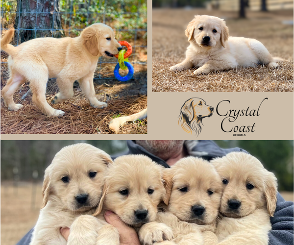 Medium Photo #7  Breeder Profile in STELLA, NC, USA