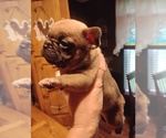 Small Photo #1  Breeder Profile in NEW WAVERLY, TX, USA