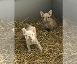Small #1 Breeder Profile image