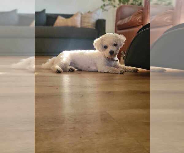 Medium Photo #19  Breeder Profile in DENVER, PA, USA