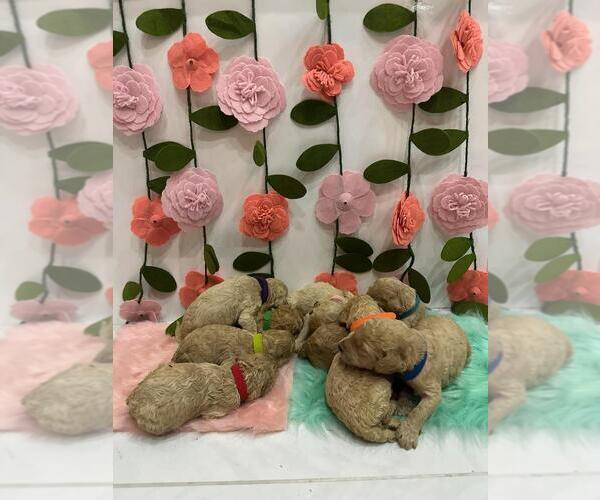Medium Photo #1  Breeder Profile in WESLACO, TX, USA