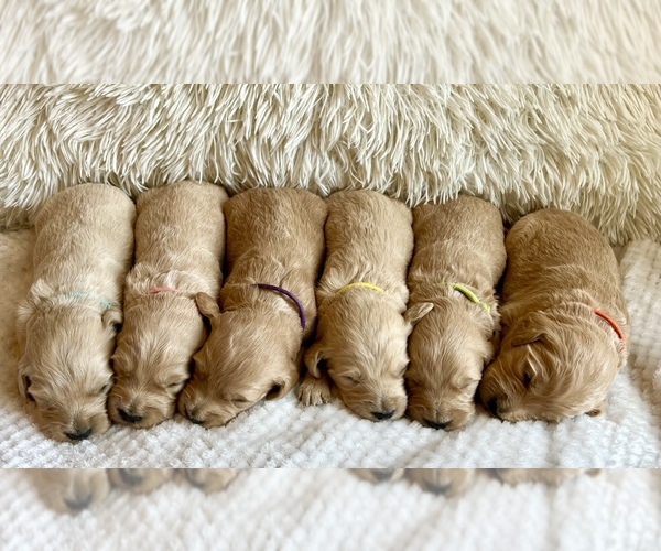 Medium Photo #1  Breeder Profile in TOLLESBORO, KY, USA