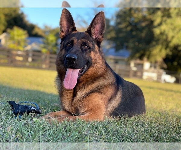 Medium Photo #1  Breeder Profile in LADY LAKE, FL, USA