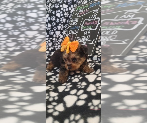 Medium Photo #252  Breeder Profile in AKRON, OH, USA