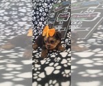Small #251 Breeder Profile image