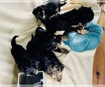 Small #38 Breeder Profile image