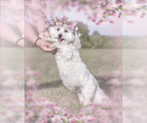 Medium Photo #1  Breeder Profile in HOWARD CITY, MI, USA