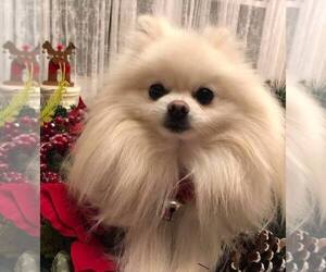 Pomeranian Dog Breeder near CHARLOTTE, NC, USA