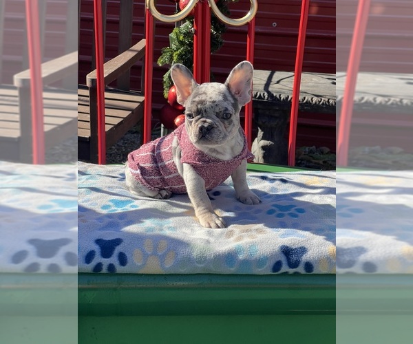 Medium Photo #1  Breeder Profile in ARLINGTON, TN, USA