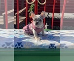 Small breeder photo