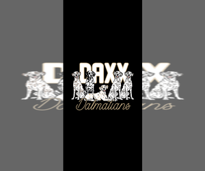 Dalmatian Dog Breeder near HIGHLAND, IL, USA