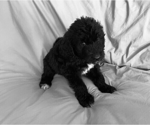 Medium Photo #1  Breeder Profile in QUEEN CREEK, AZ, USA