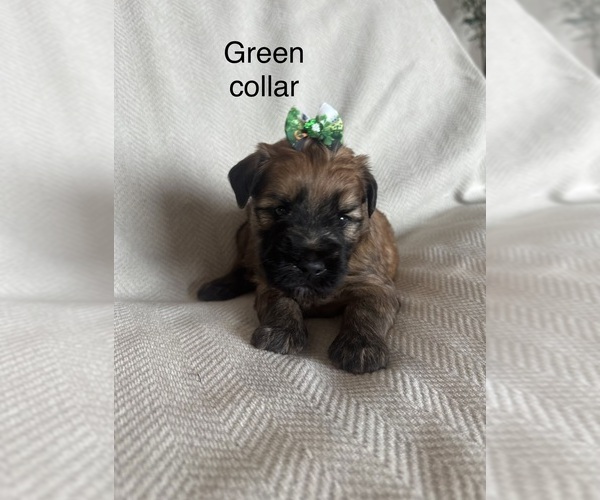 Medium Photo #3  Breeder Profile in PHOENIX, AZ, USA