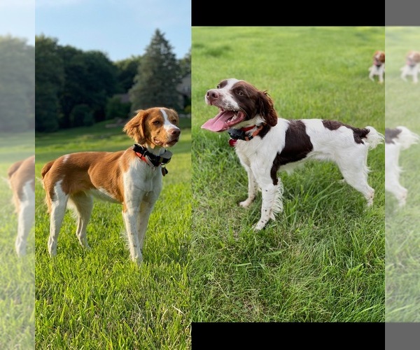 Medium Photo #1  Breeder Profile in COLFAX, IA, USA