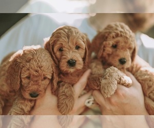 Goldendoodle (Miniature) Dog Breeder near FLAT ROCK, NC, USA