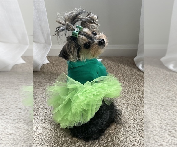 Medium Photo #19  Breeder Profile in CASSVILLE, MO, USA