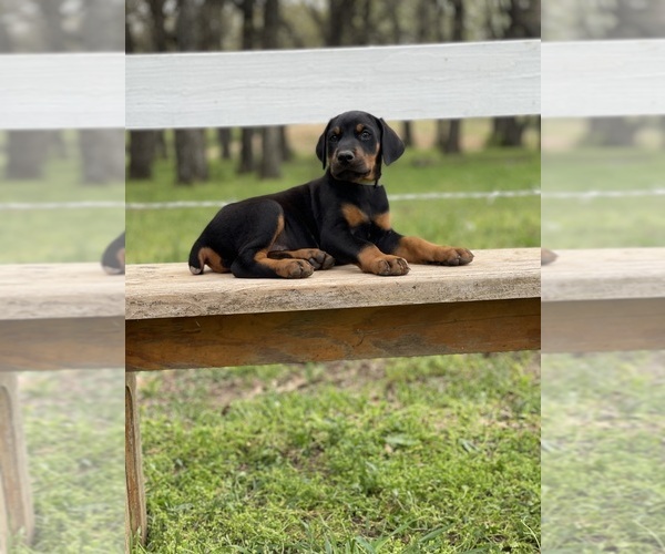 Medium Photo #13  Breeder Profile in BOYD, TX, USA