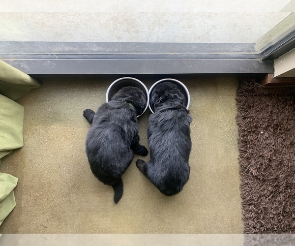 Medium Photo #80  Breeder Profile in PINON HILLS, CA, USA