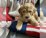 Small #8 Breeder Profile image