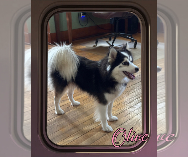 Medium Photo #8  Breeder Profile in VENUS, PA, USA