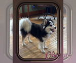 Small #7 Breeder Profile image