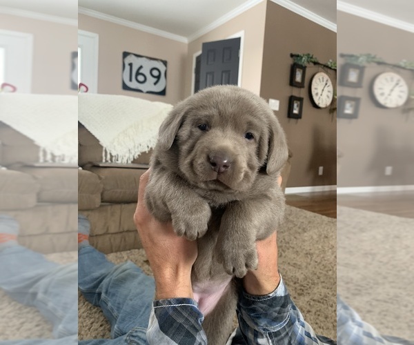 Medium Photo #20  Breeder Profile in ALBANY, MO, USA