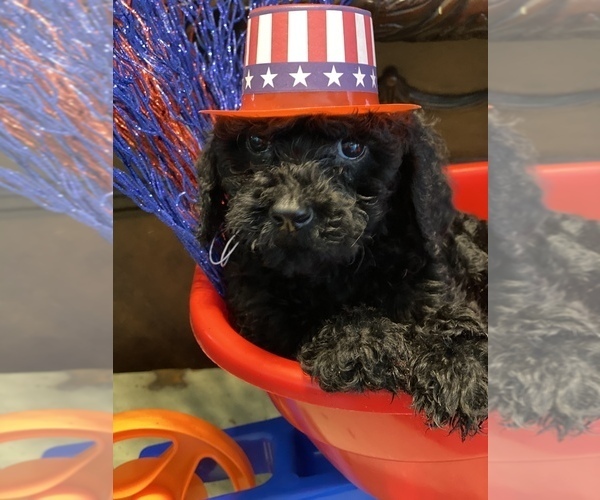 Medium Photo #1  Breeder Profile in COWARD, SC, USA