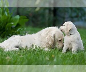 English Cream Golden Retriever Dog Breeder near VALDERS, WI, USA