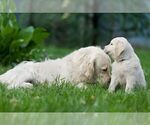 Small breeder photo