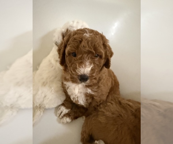 Medium Photo #13  Breeder Profile in SAN ANTONIO, TX, USA