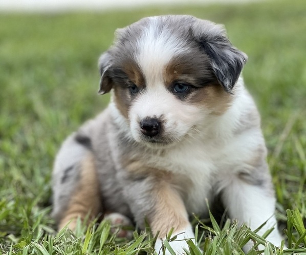 Medium Photo #3  Breeder Profile in WINTER GARDEN, FL, USA
